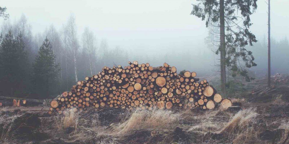 logged