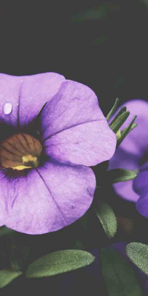 purple