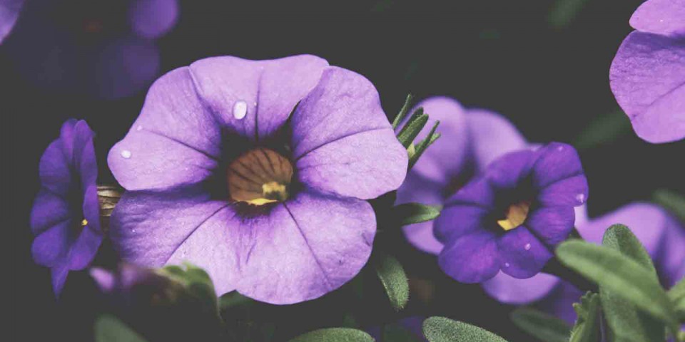purple