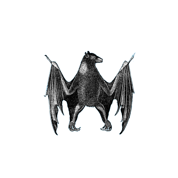 bat