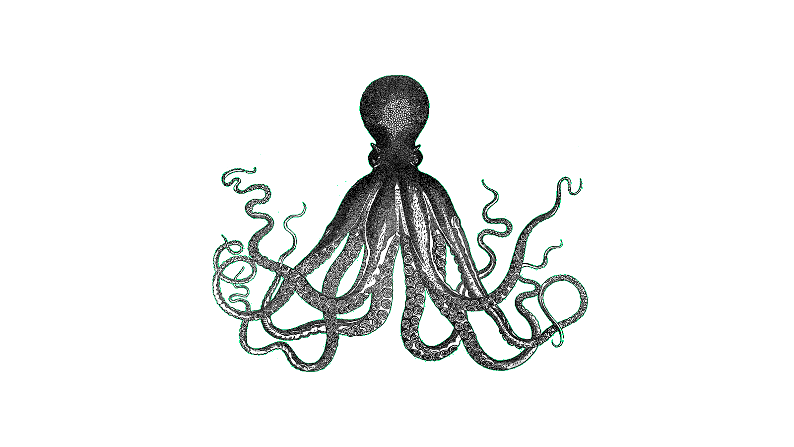octopus