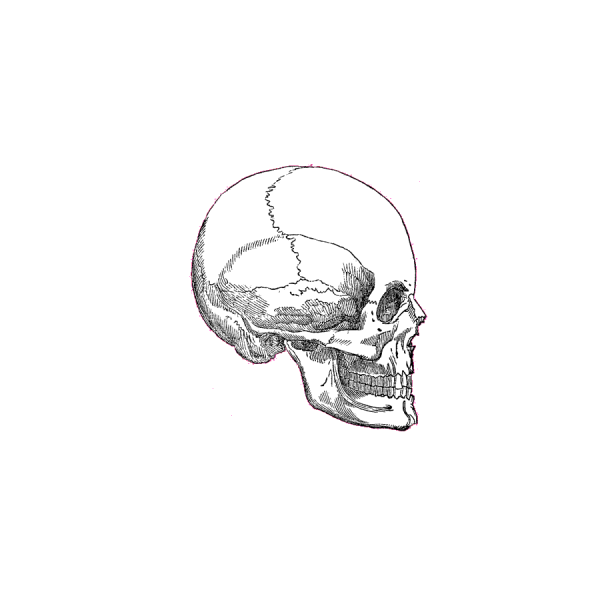 sckull
