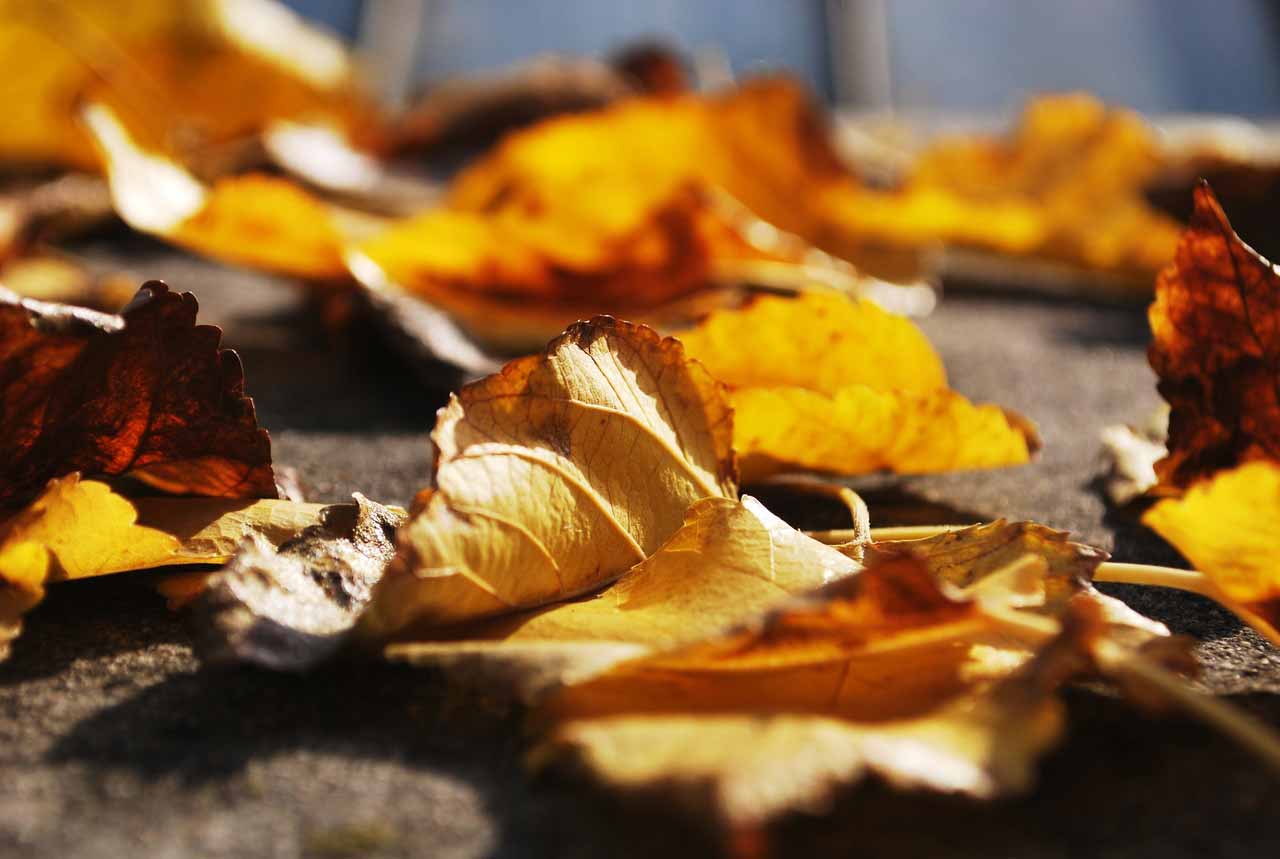 autum