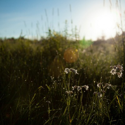 springmorning