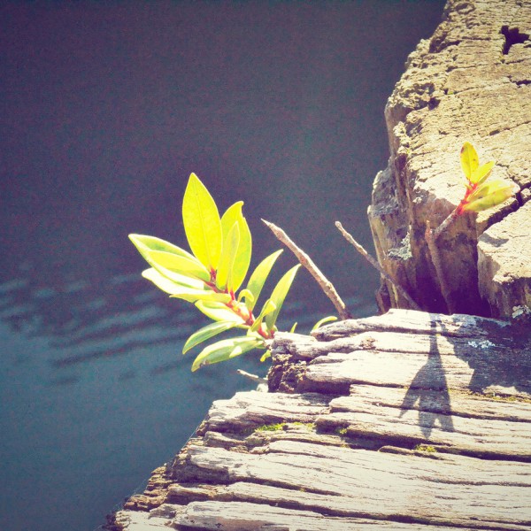 new-life