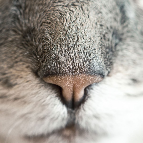 nose-up